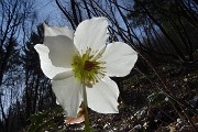 30  Rosa di Natale -Elleboro (Helleborus niger)